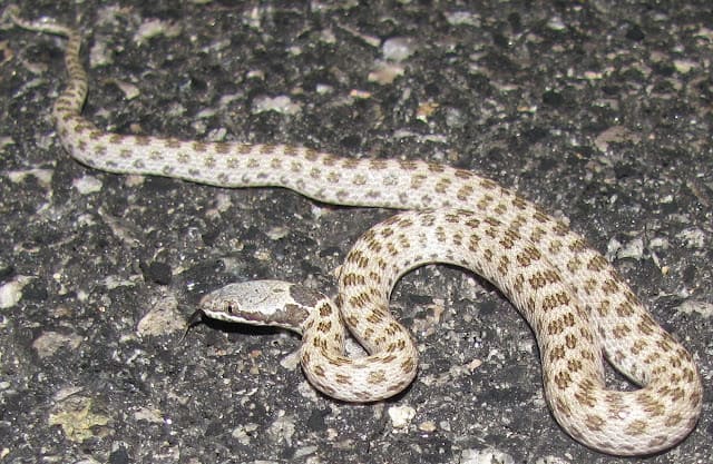 Desert Night Snake