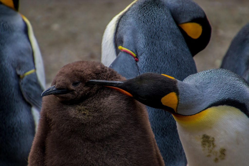 Emperor penguin loving his baby