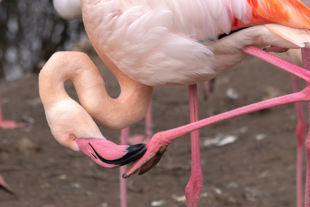 Flamingo cleaning his legs