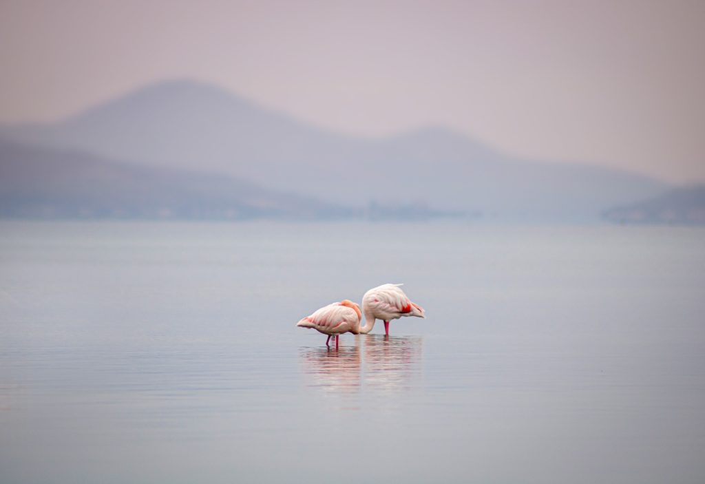Flamingo water bird in lake