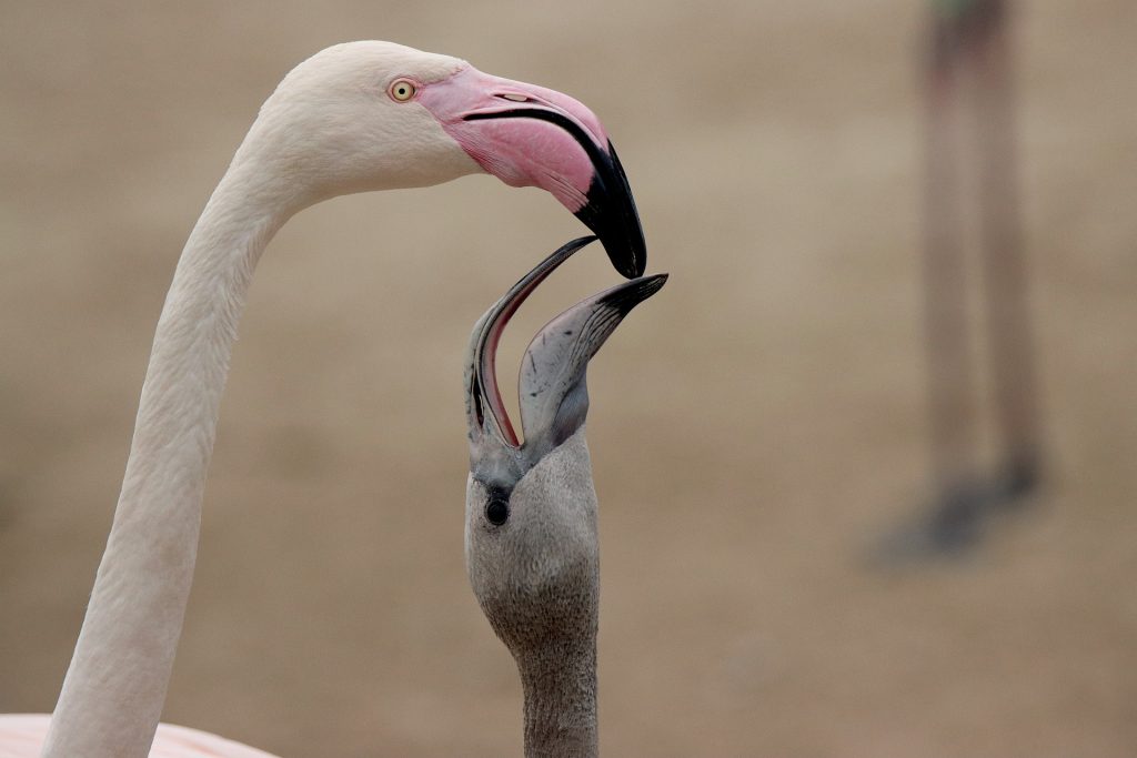 Flamingo feeding its baby