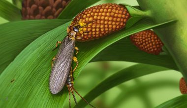 Fossils reveal that the earwig-like insect Tillyardembia (illustrated) transported pollen from plant to plant about 280 million years ago.