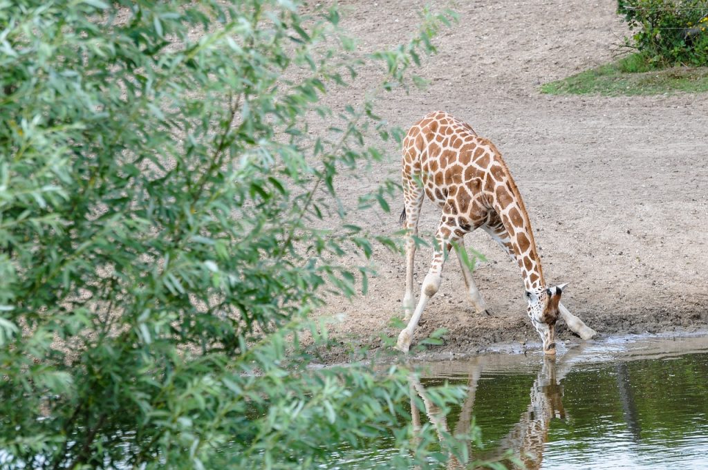 Giraffe drinking water