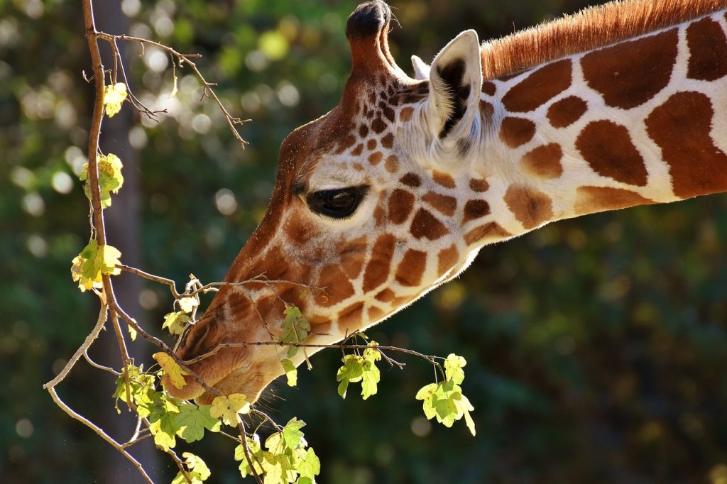 Giraffe eating Acasia leaves