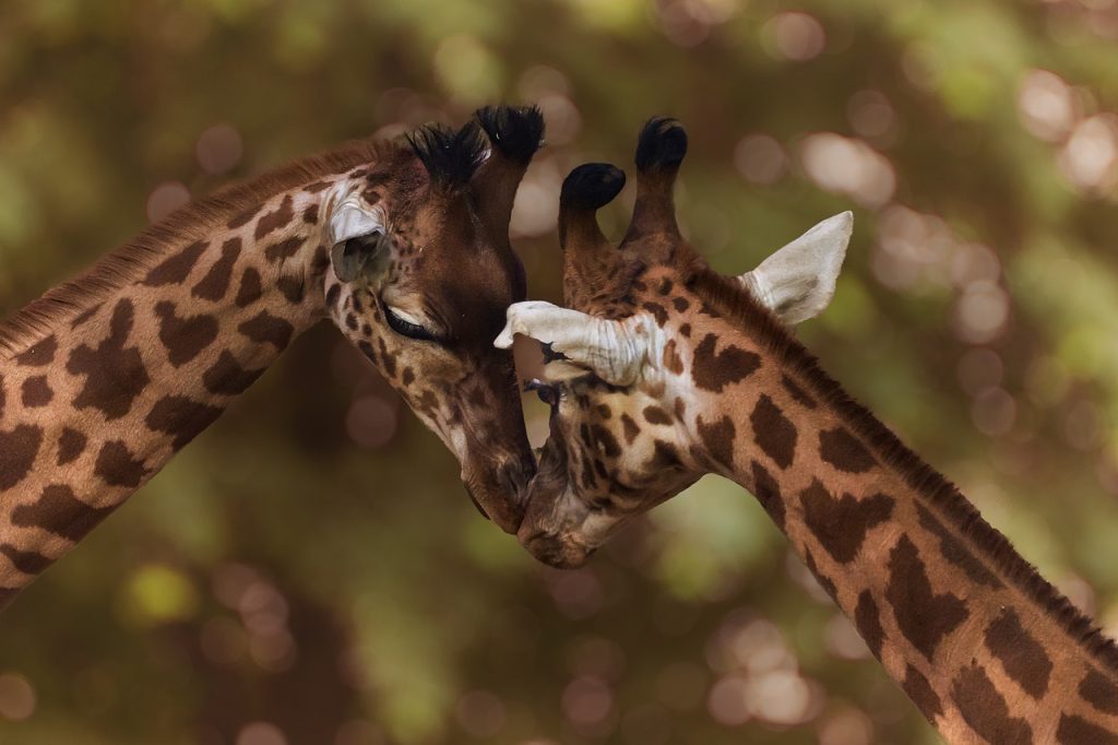 Giraffe loving each other