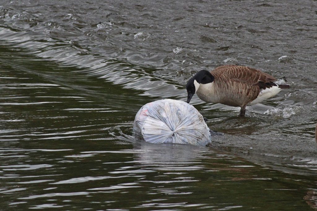 Goose with Plastic net