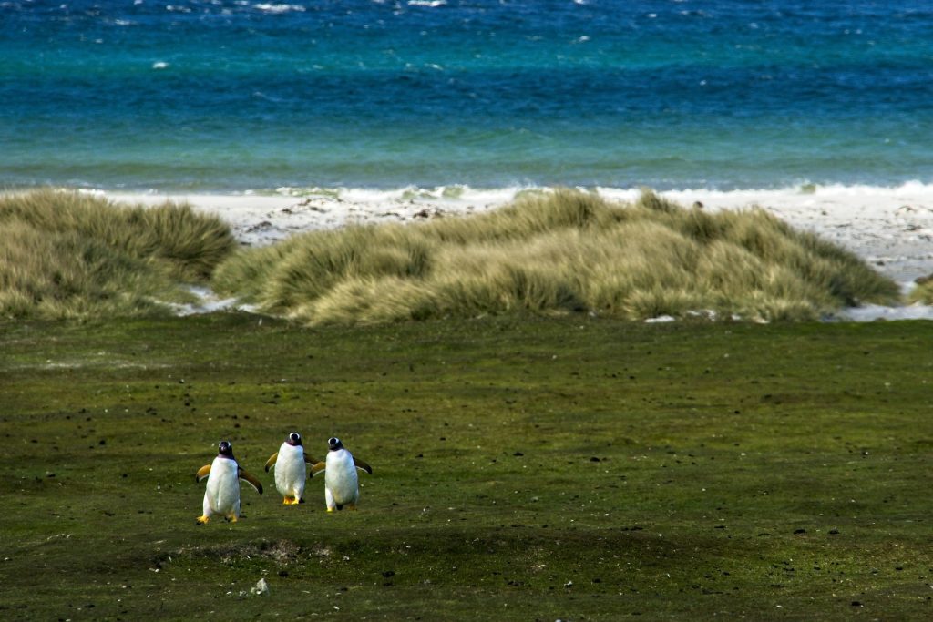 Group of Penguins on Falkland Islands