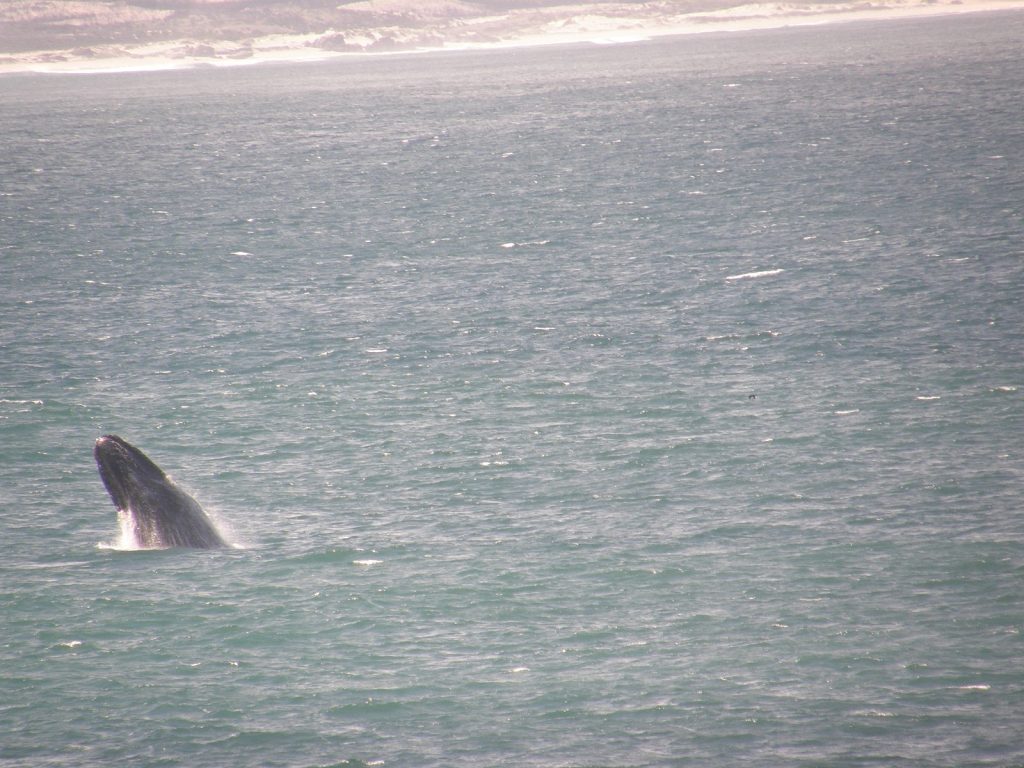 Hermanus whale watching