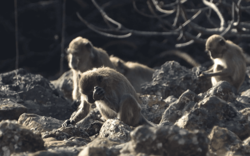 Macaques use stones as hammers to smash open food items like shellfish and nuts.