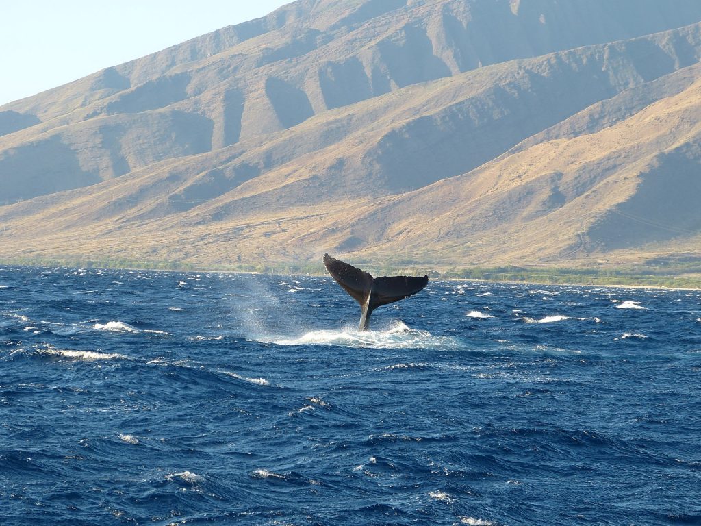 Maui whale watching