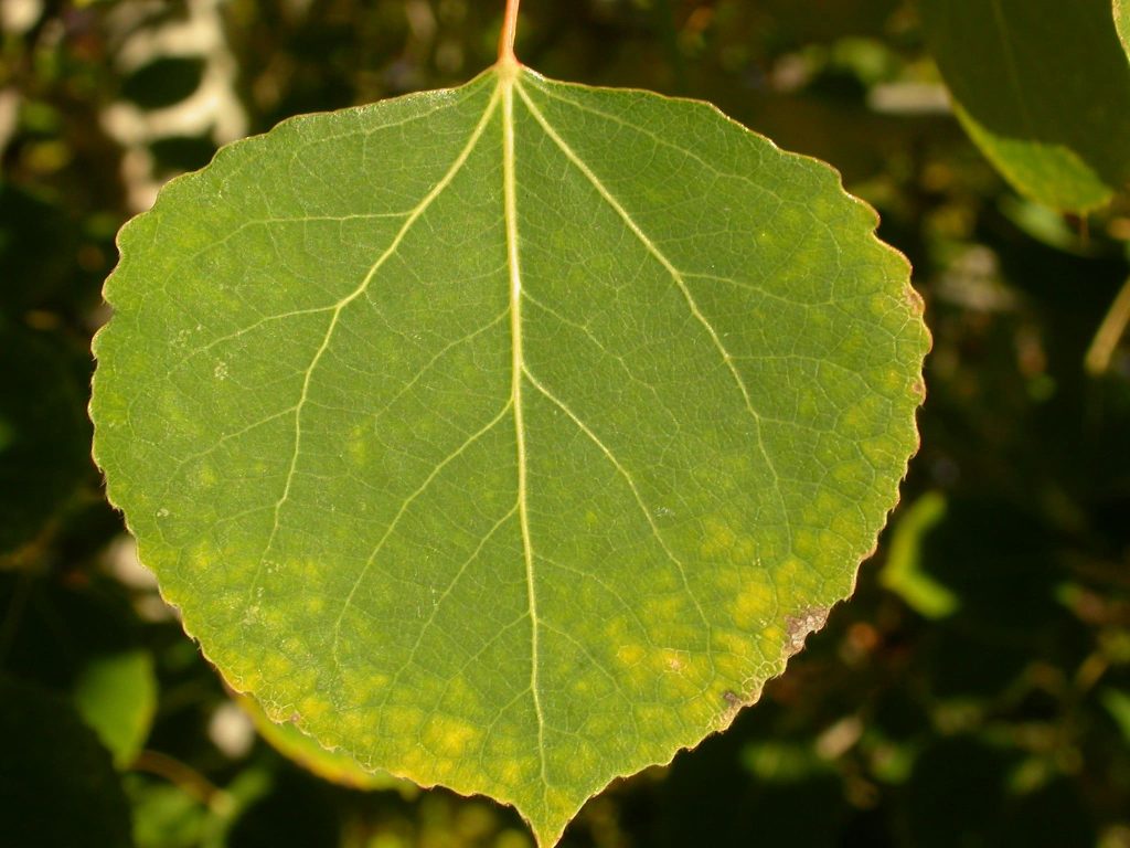 Orbicular leaves