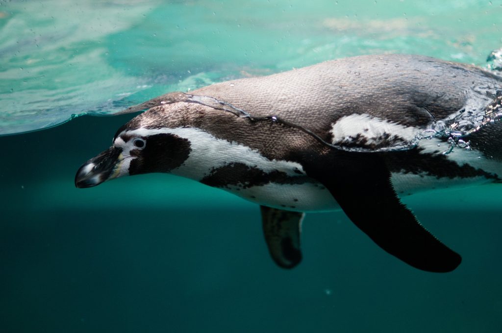 Penguin diving and swimming in Antarctica Waters
