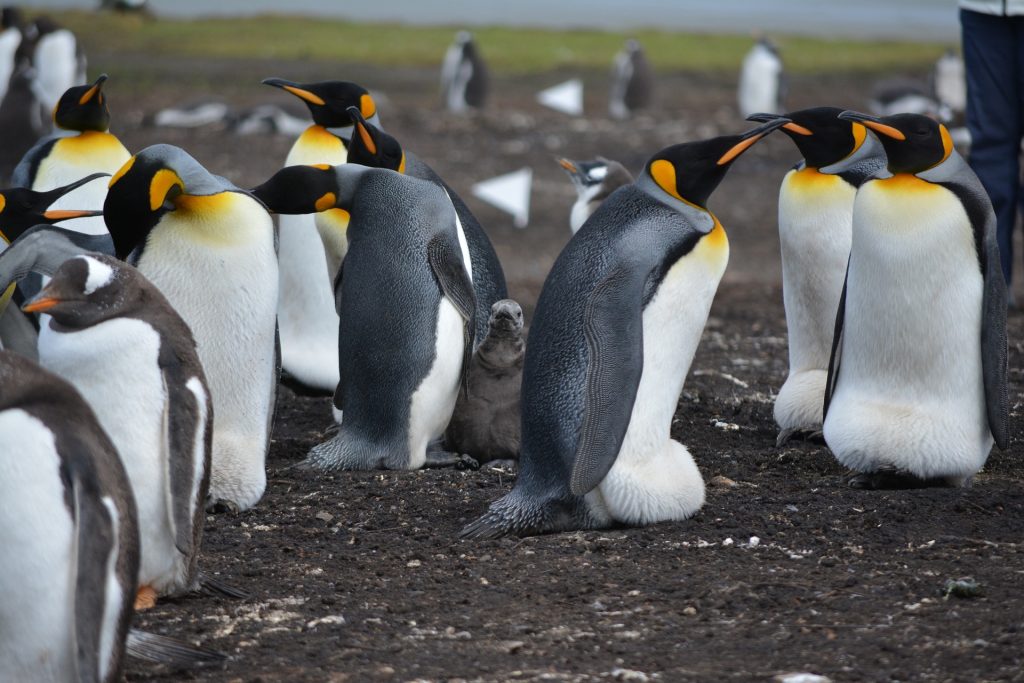 Penguins on falkland islands
