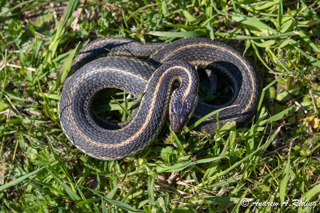 Puget Sound garter snake
