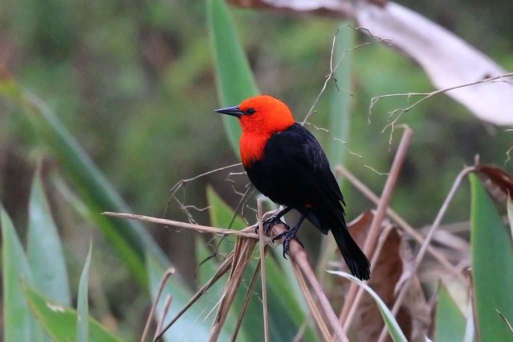 Scarlet-headed blackbird