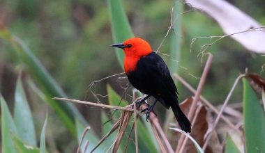Scarlet-headed blackbird