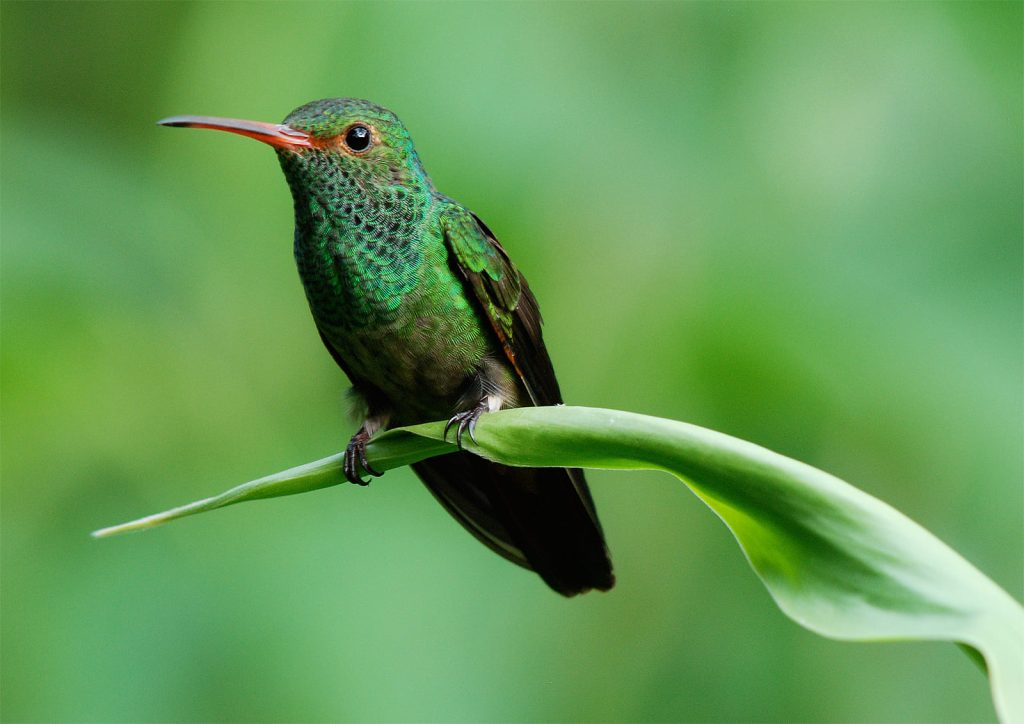 Shining Green Hummingbird
