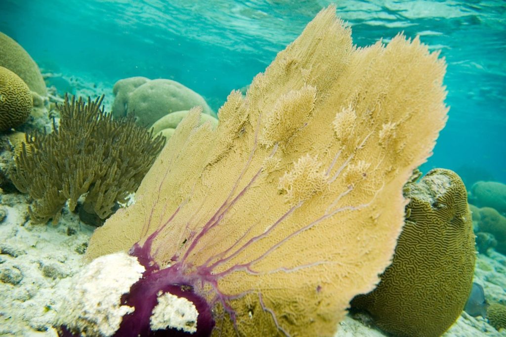 Venus Sea Fan Coral