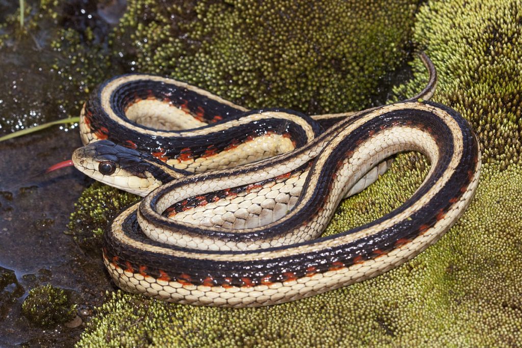Western Territorial Garter Snake