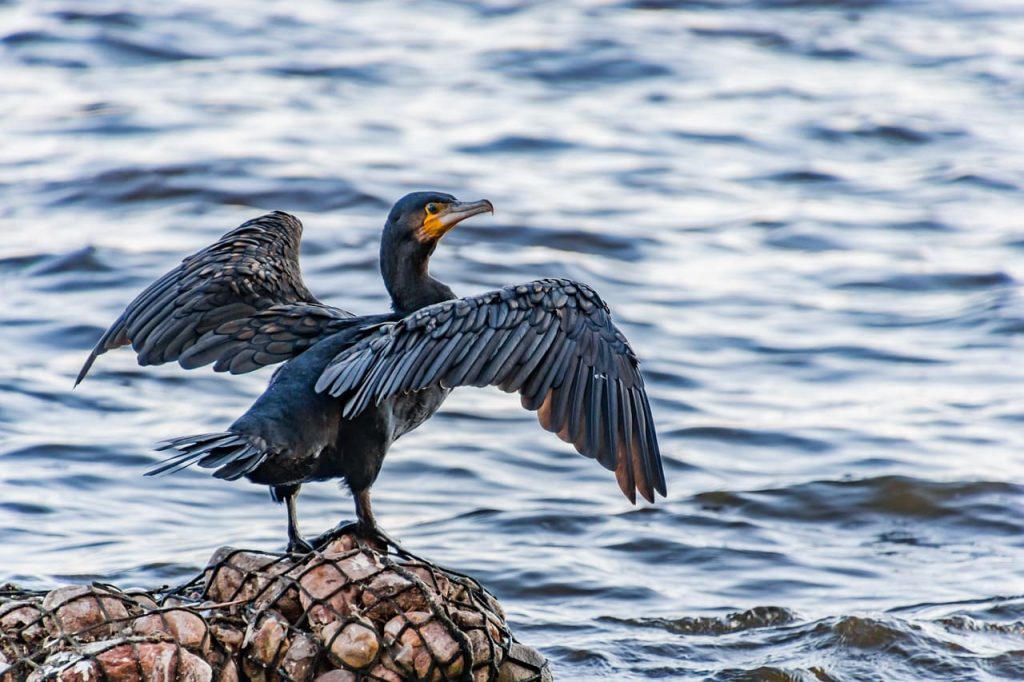 cormorant water bird