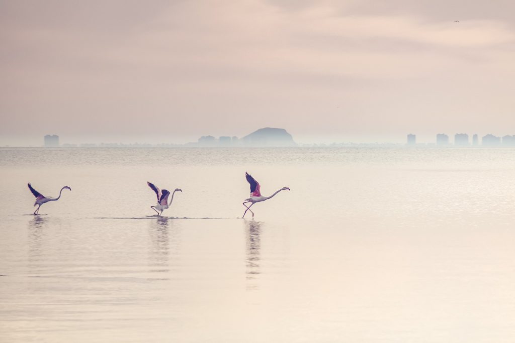 flamingo-aquatic-bird