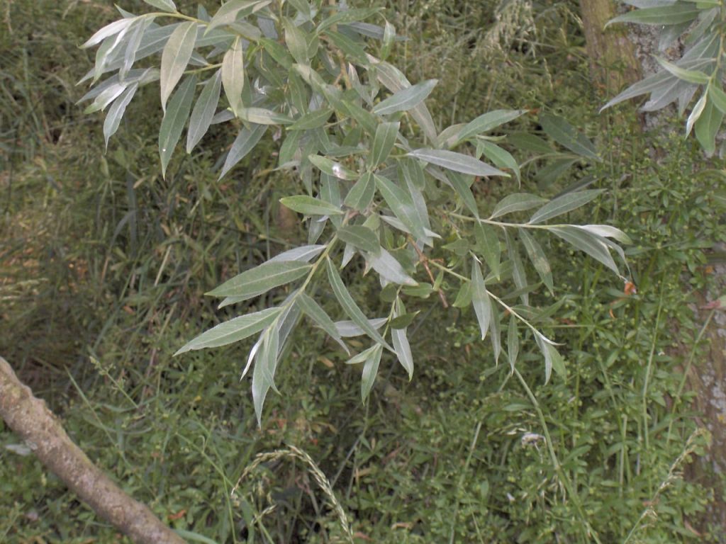 lanceolate leaves