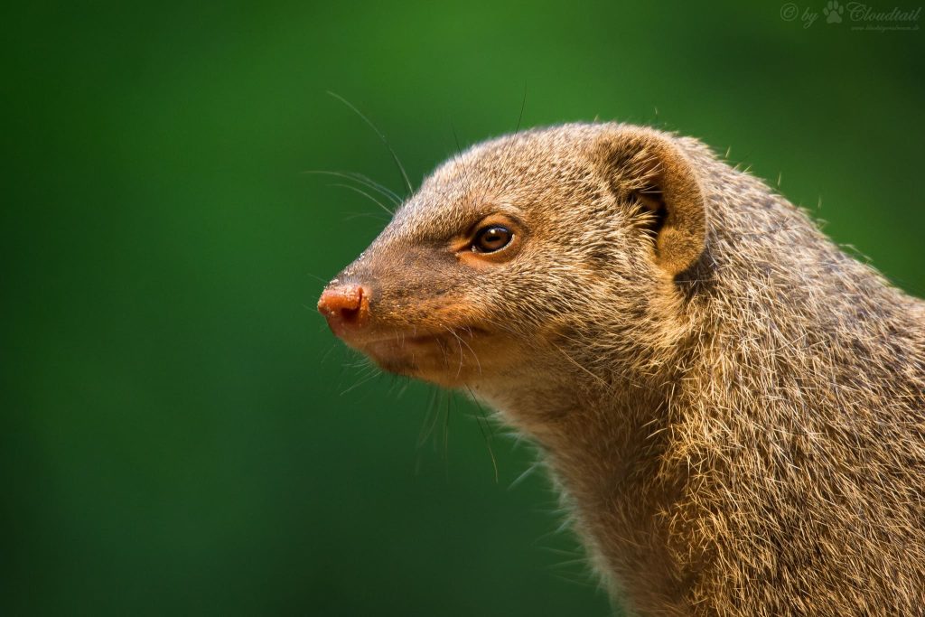 mongoose eyes