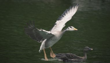 Bar-headed goose
