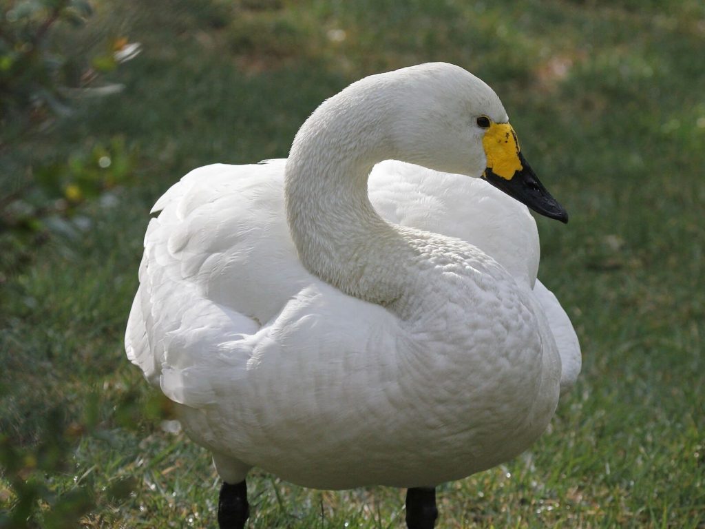 Bewick’s swan