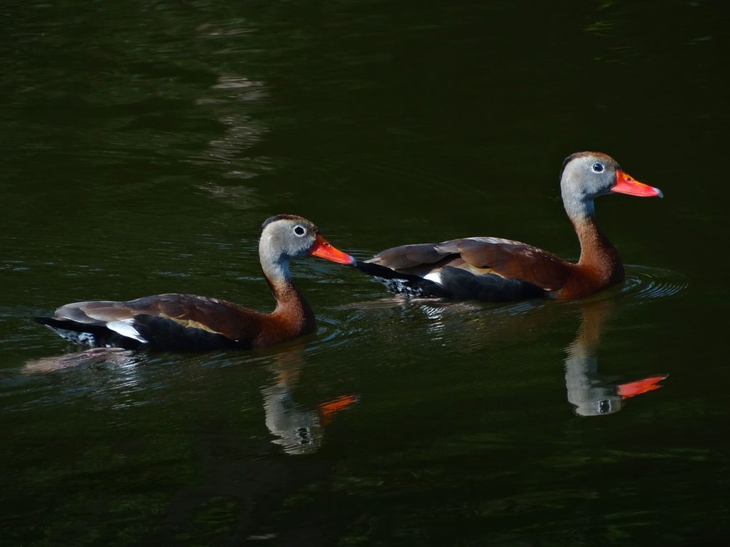 Black-bellied whistling-duck