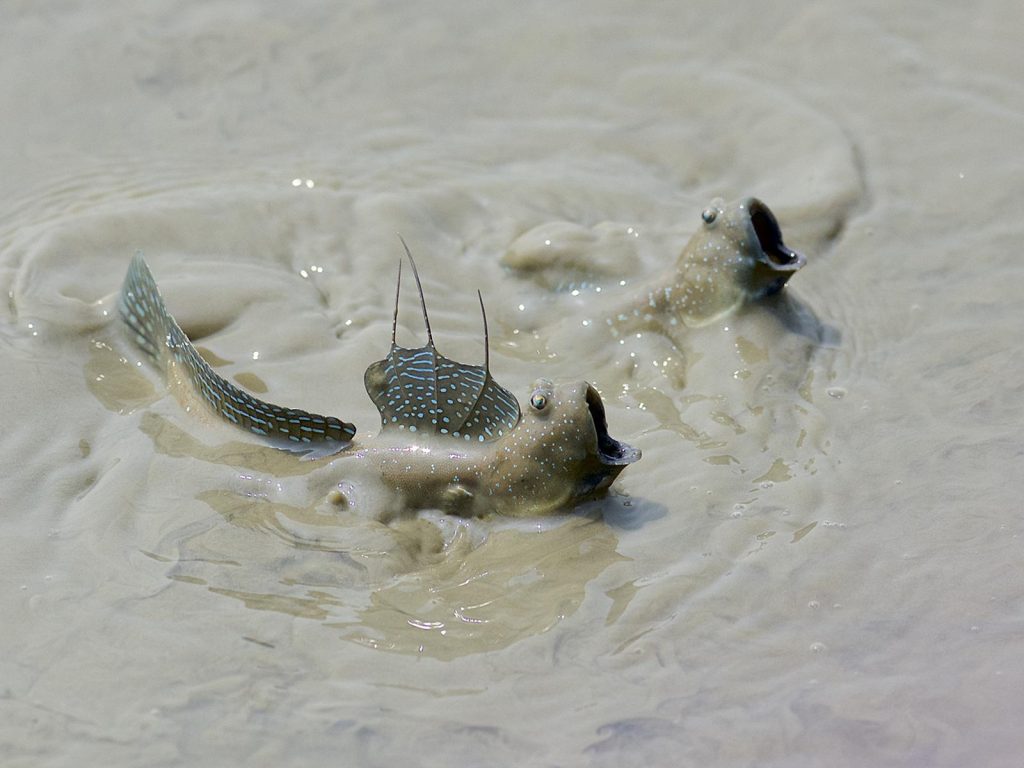 Photograph of two mudskippers (Boleophthalmus caeruleomaculatus) fighting in shallow waters, taken at Mai Po Nature Reserve, Hong Kong. The fish's blinking behavior when on land is providing clues as to how and why blinking might have evolved during the transition to life on land in our own ancestors.