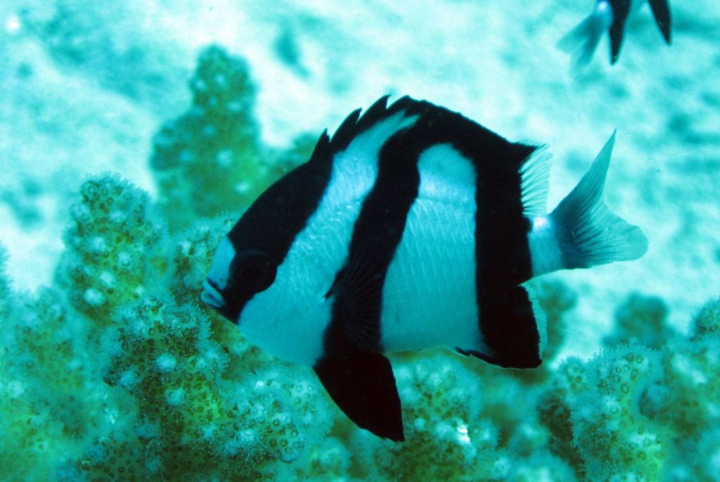 Four-stripe damselfish