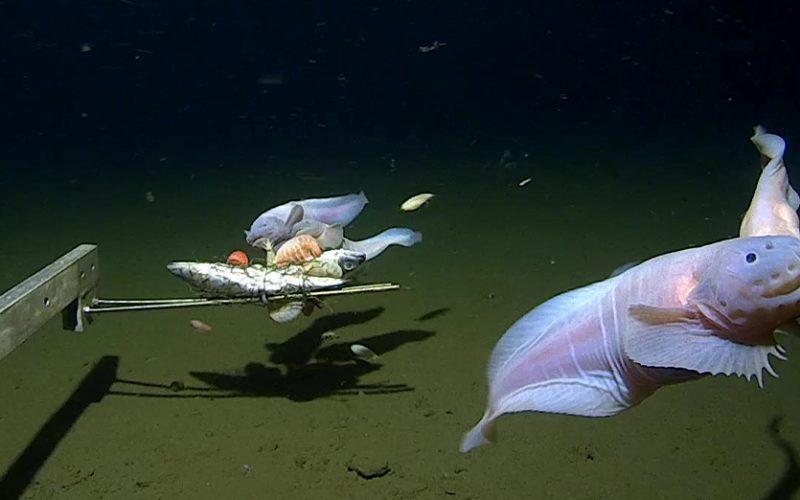 World deepest fish filmed swimming 8 Km below sea level in Japan