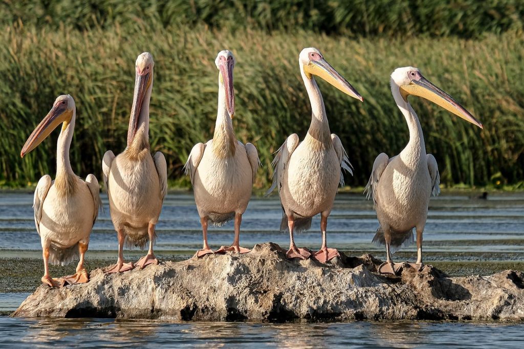 Pelicans webbed feet