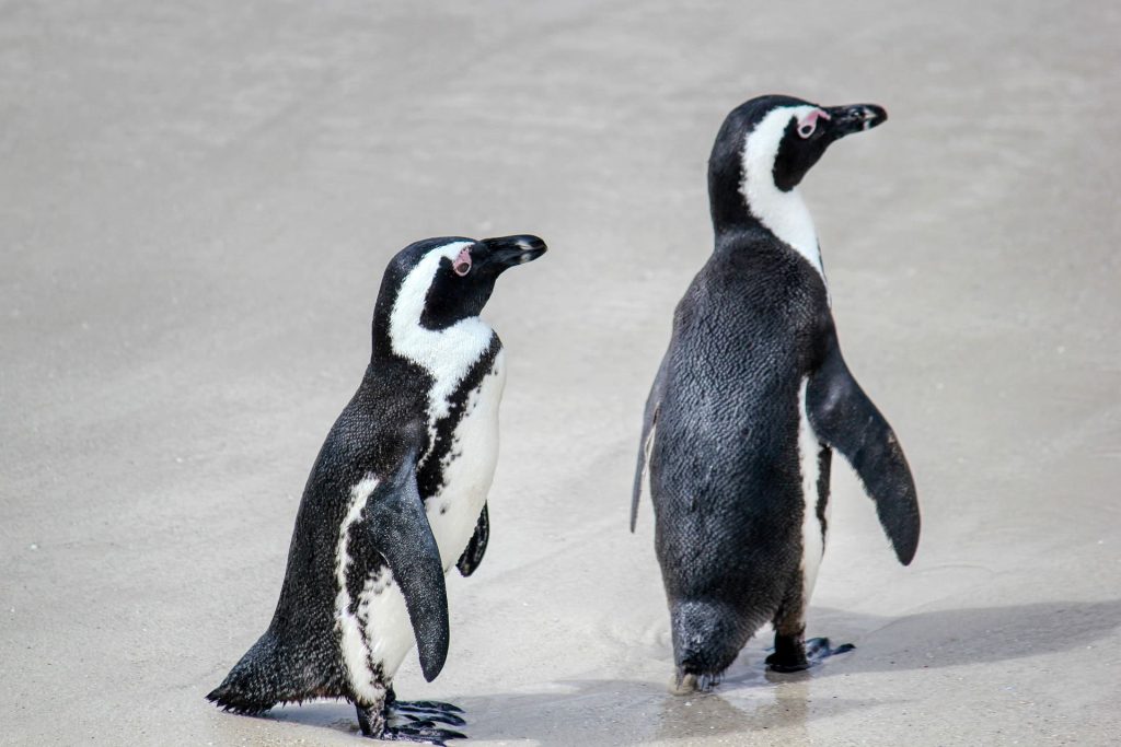Penguins webbed feet