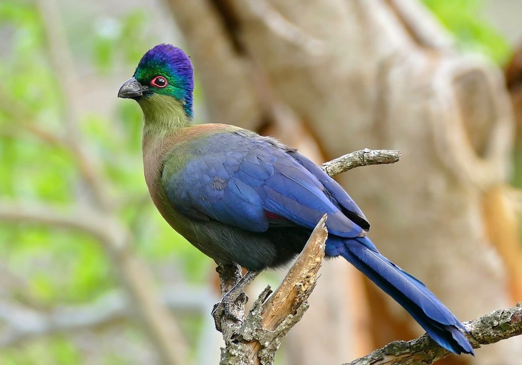 Purple-crested turaco