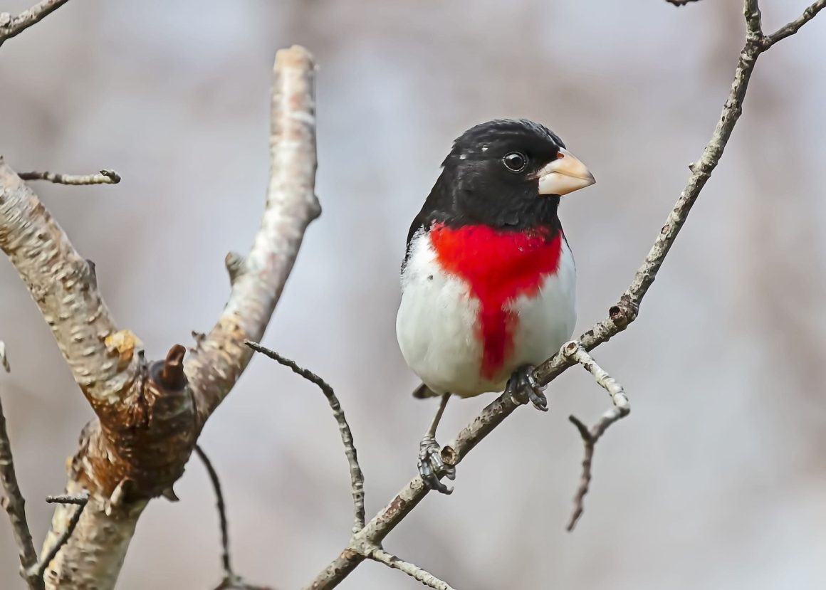 10 Types of Black and Red Birds - Curb Earth