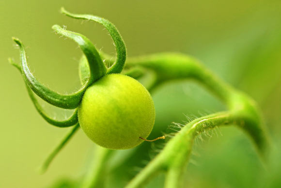 Stressed tomato (Solanum lycopersicum) plants emit remotely-detectable and informative airborne sounds