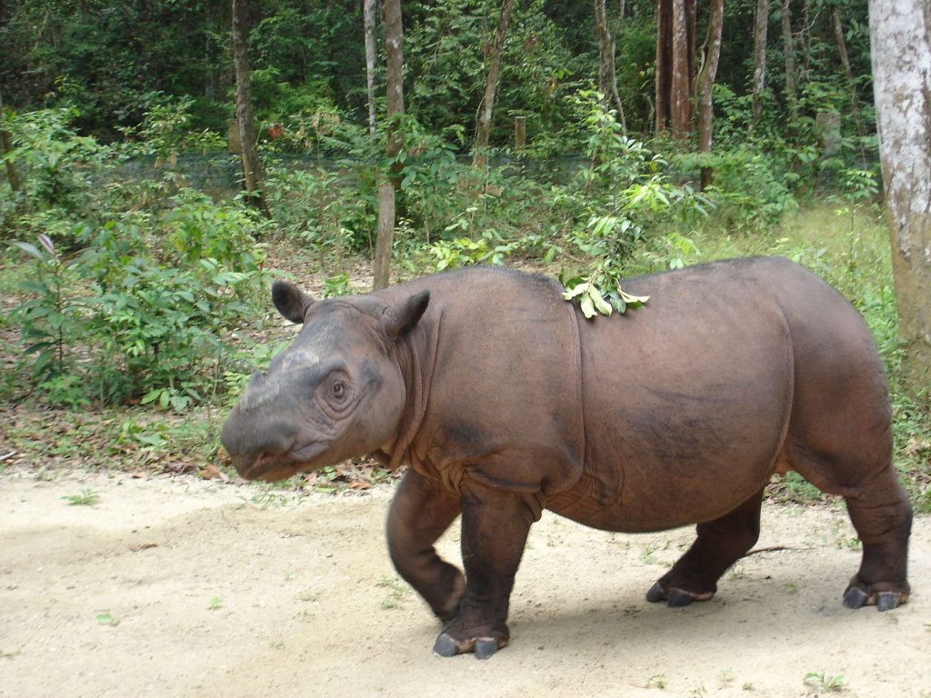 Sumatran Rhinos