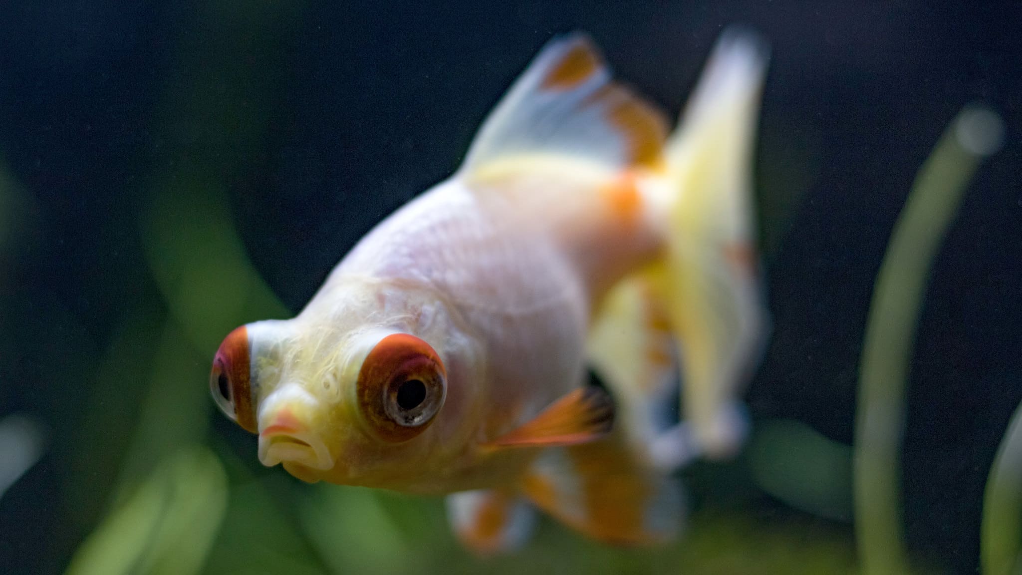14 Fish with Big Eyes (Photos and the Best Ones for Your Tank) - A-Z Animals