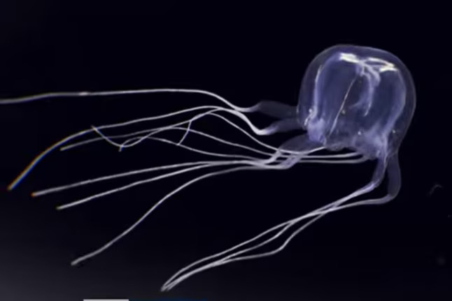 The matured version of Tripedalia maipoensis, the newly discovered box jellyfish species.