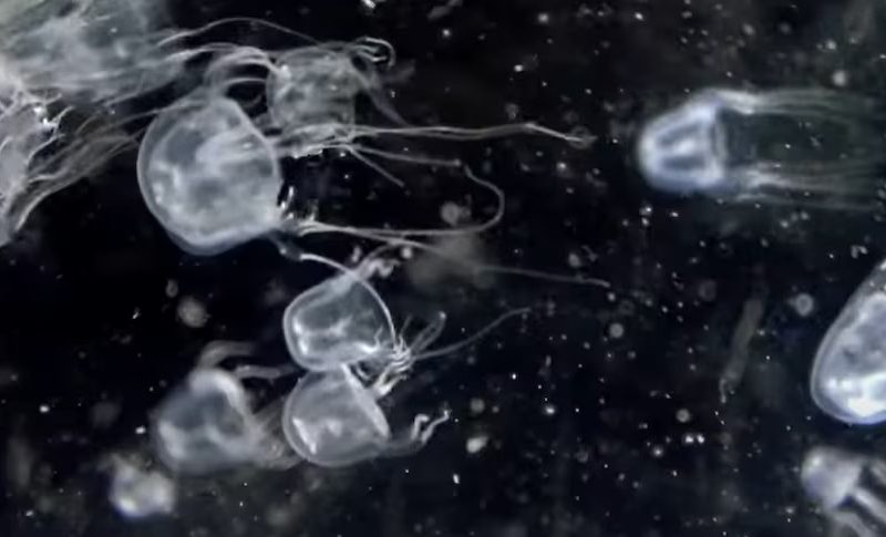 The new species of box jelly fish, Tripedalia maipoensis, has tentacles up to 10cm long.