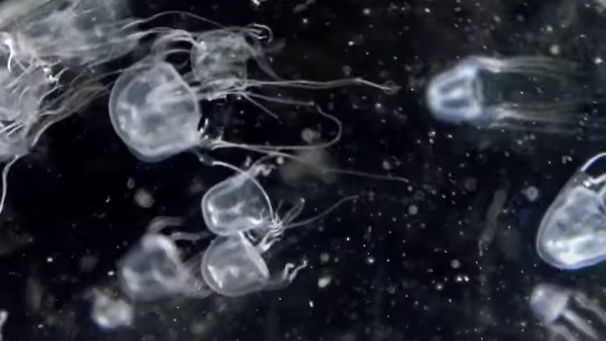 The new species of box jelly fish, Tripedalia maipoensis, has tentacles up to 10cm long.