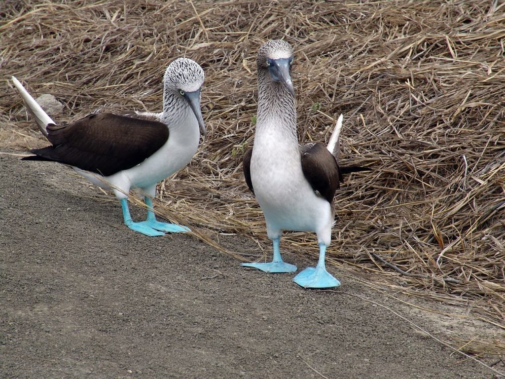 booby blue footed