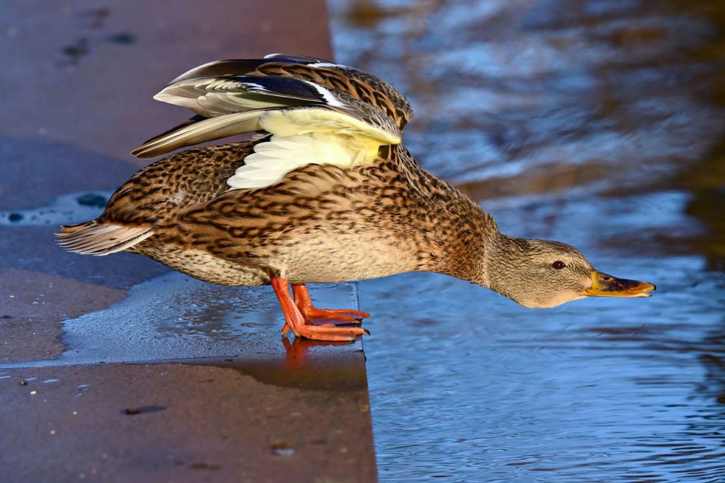 ducks webbed feet