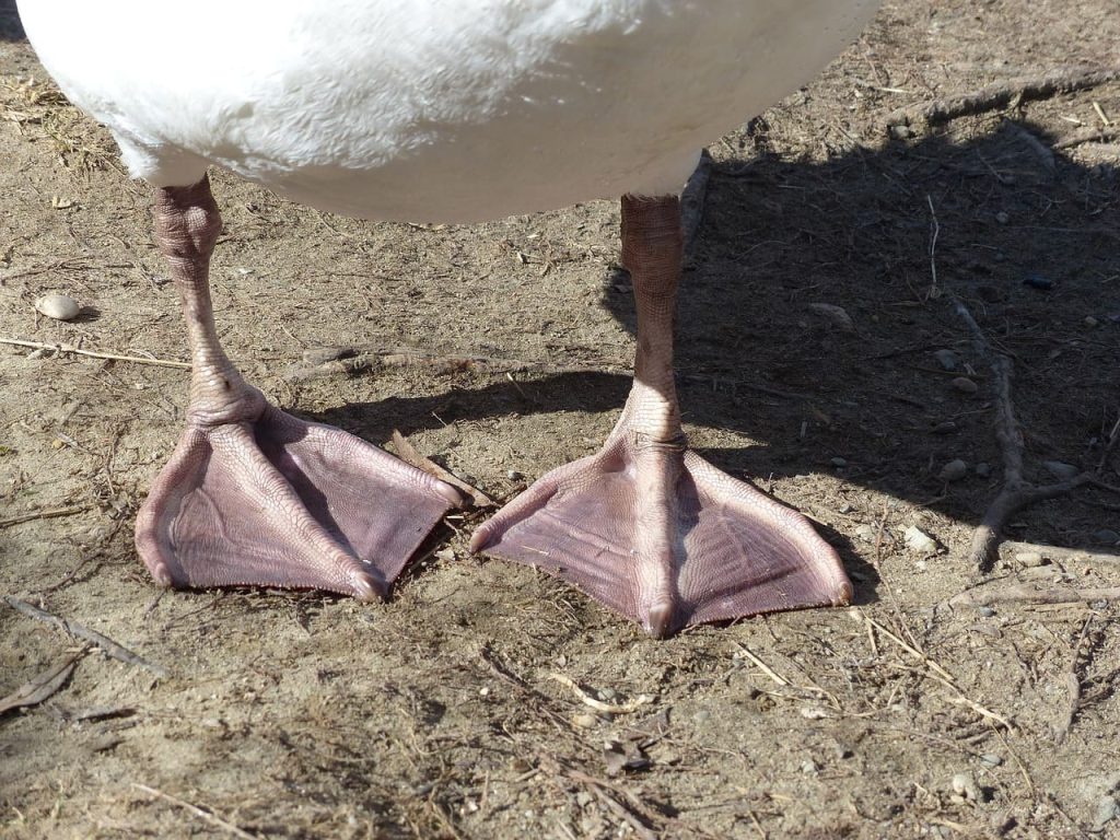 swans webbed feet