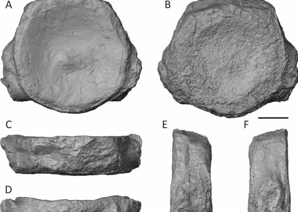 3-D scan image of Pilosaur Cervical Vertebral Centrum