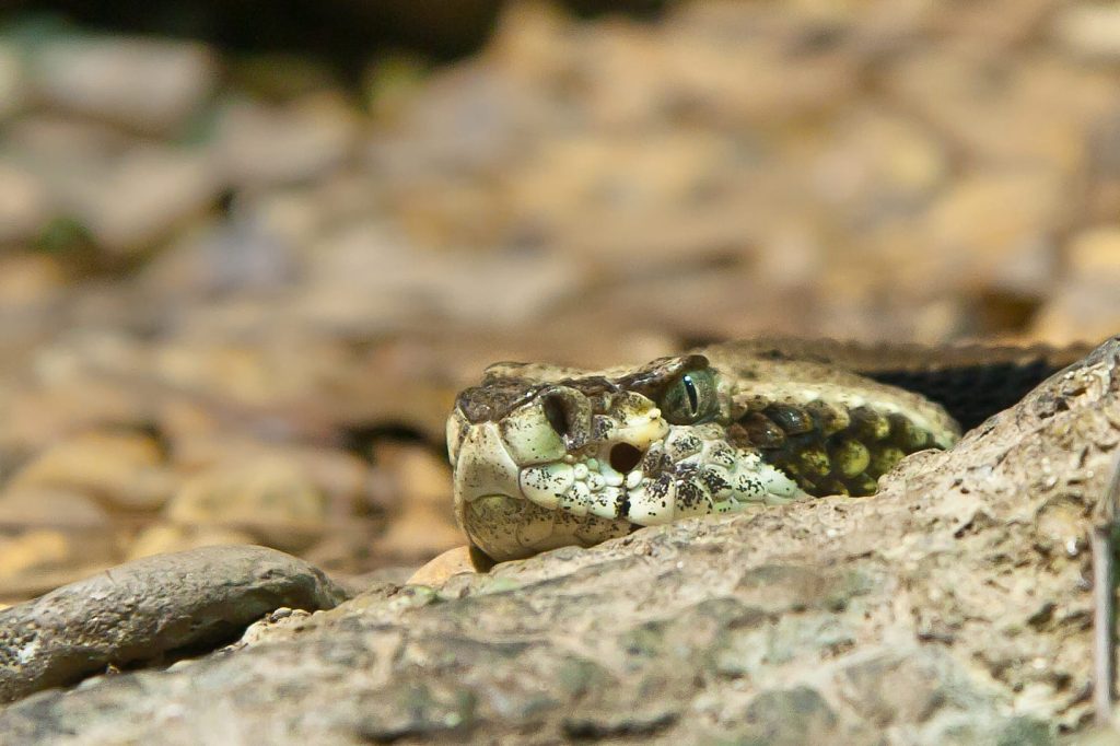 Asian pit vipers