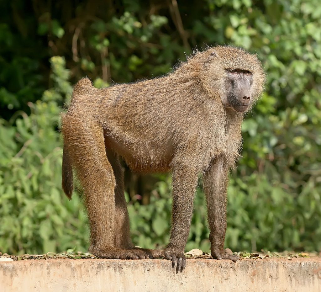 Baboon Monkey