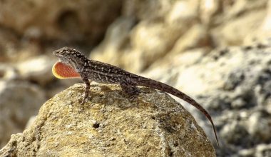 Brown Anole 